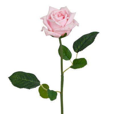 Long Stem Rose - Real Touch